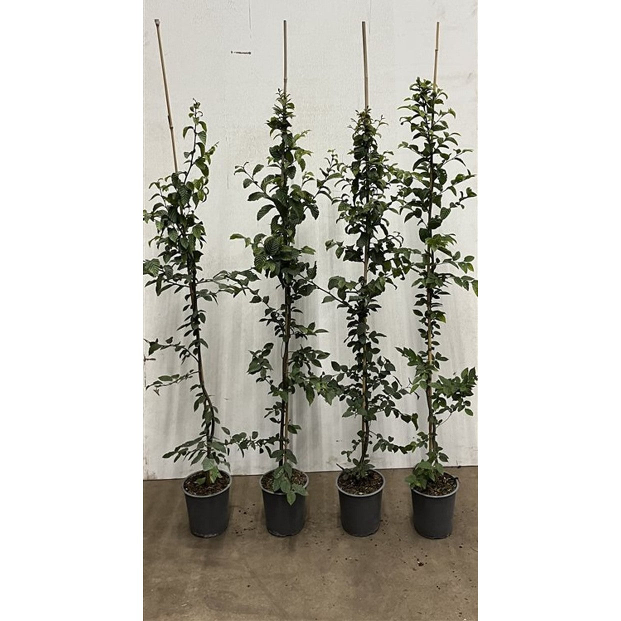 Avenbok – Carpinus betulus - C3.5 125-150 CM